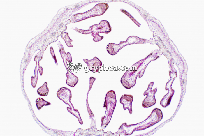 Pensée - Fruit jeune en coupe - Ovaire et futures graines CT x7 - gryphea.com